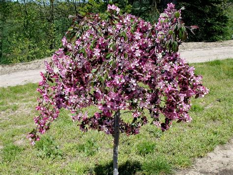 dwarf weeping crabapple tree